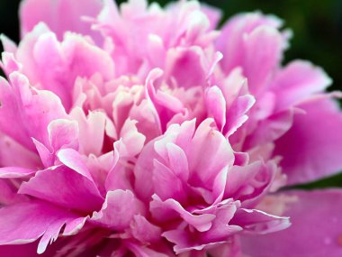 Parkın dekorasyonu için sevimli pembe şakayık çiçeği.