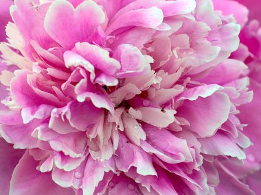 Parkın dekorasyonu için sevimli pembe şakayık çiçeği.