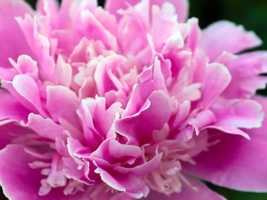 Parkın dekorasyonu için sevimli pembe şakayık çiçeği.