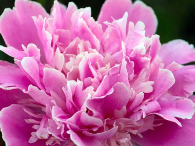 Parkın dekorasyonu için sevimli pembe şakayık çiçeği.