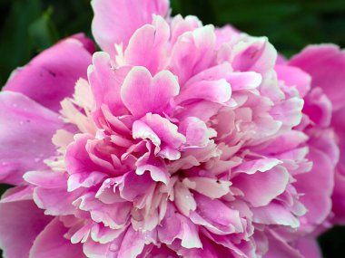 Parkın dekorasyonu için sevimli pembe şakayık çiçeği.