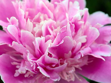 Parkın dekorasyonu için sevimli pembe şakayık çiçeği.