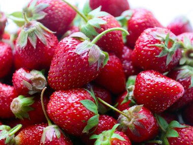 Bahçe tarımının bir unsuru olarak olgun, lezzetli çilek bahçeleri.