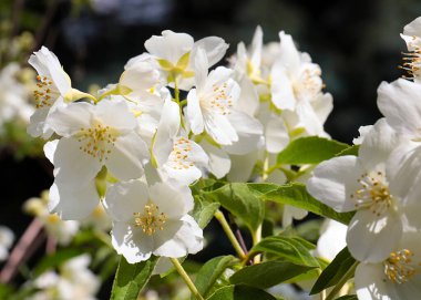Park dekorasyonunun bir parçası olarak yasemin çalılarının güzel beyaz çiçekleri.