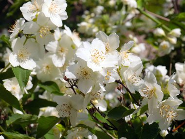 Park dekorasyonunun bir parçası olarak yasemin çalılarının güzel beyaz çiçekleri.