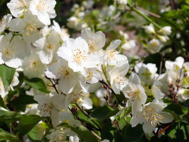 Park dekorasyonunun bir parçası olarak yasemin çalılarının güzel beyaz çiçekleri.