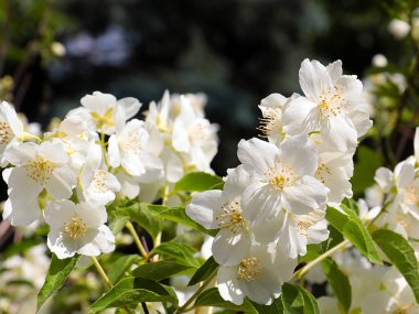 Park dekorasyonunun bir parçası olarak yasemin çalılarının güzel beyaz çiçekleri.