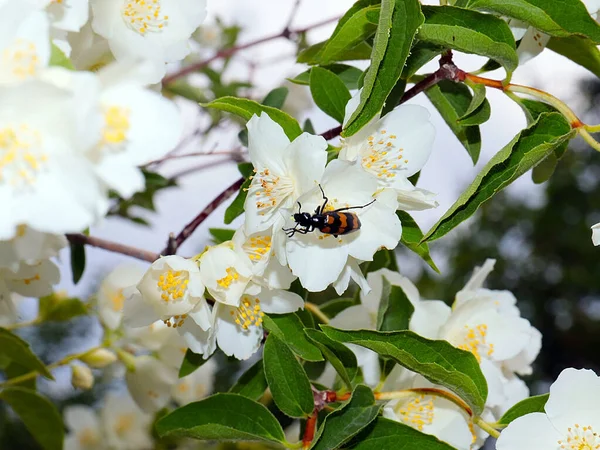 Gran Escarabajo Arrastra Sobre Hermosa Flor Blanca Del Arbusto Jazmín —  Fotos de Stock