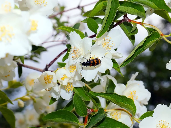 Gran Escarabajo Arrastra Sobre Hermosa Flor Blanca Del Arbusto Jazmín —  Fotos de Stock