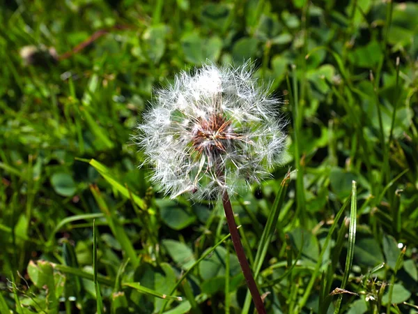 Härlig Fluffig Vildblomma Maskros Bland Äng Gräs — Stockfoto