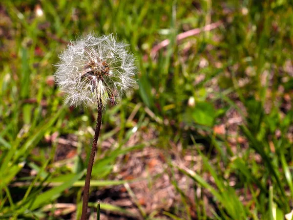 Härlig Fluffig Vildblomma Maskros Bland Äng Gräs — Stockfoto