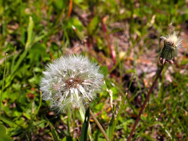 Härlig Fluffig Vildblomma Maskros Bland Äng Gräs — Stockfoto