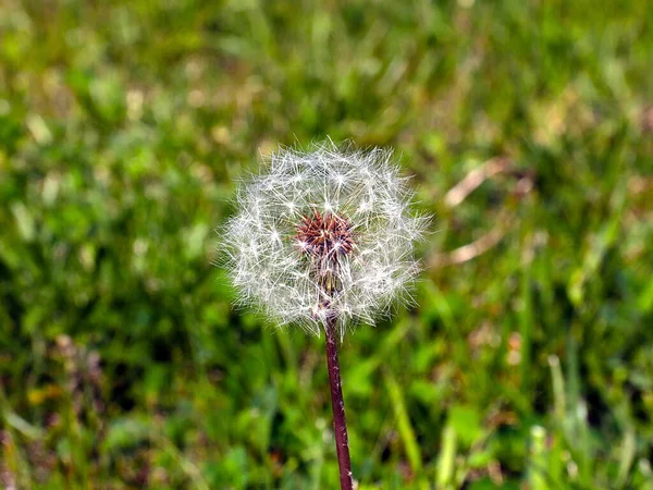 Härlig Fluffig Vildblomma Maskros Bland Äng Gräs — Stockfoto