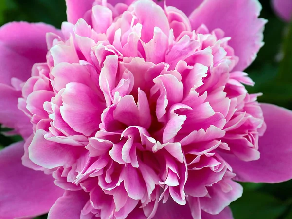 Linda Flor Peônia Rosa Como Decoração Área Recreação Parque — Fotografia de Stock