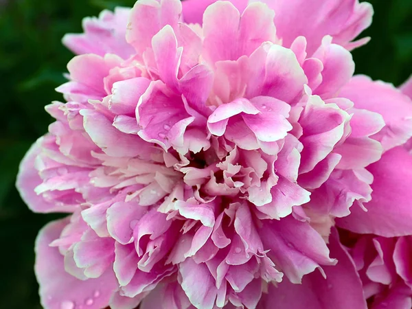 Linda Flor Peônia Rosa Como Decoração Área Recreação Parque — Fotografia de Stock