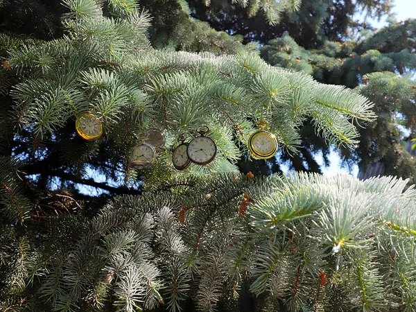 Vintage Pocket Watch Hangs Branches Christmas Pine Tree Symbol Change — Stock Photo, Image