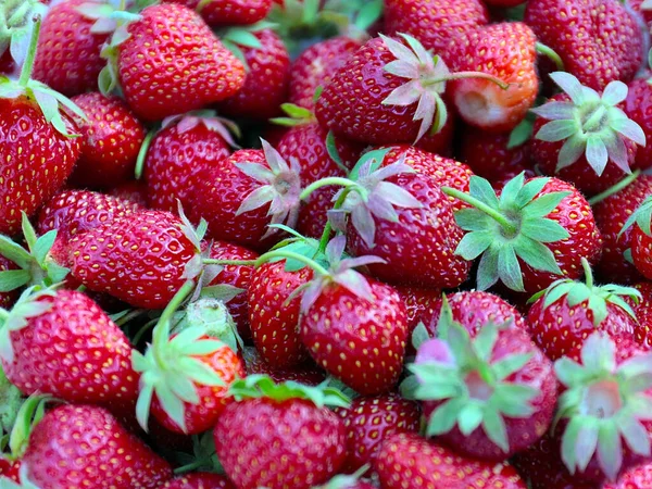 Hermosas Bayas Maduras Deliciosas Fresas Jardín Como Elemento Agricultura Jardín — Foto de Stock