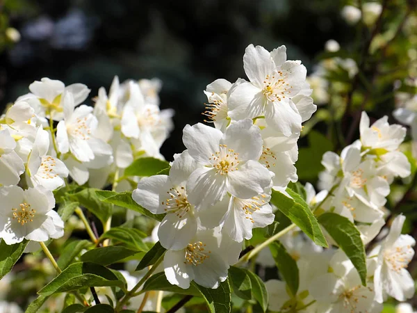 Lovely White Flowers Jasmine Shrub Part Park Decoration — Stock Photo, Image