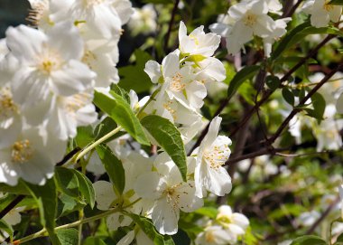 Park dekorasyonunun bir parçası olarak yasemin çalılarının güzel beyaz çiçekleri.