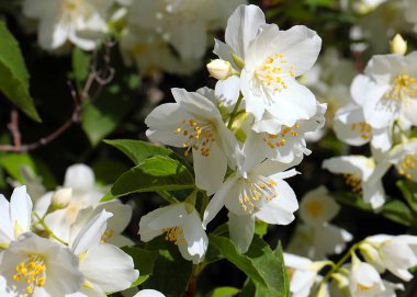 Park dekorasyonunun bir parçası olarak yasemin çalılarının güzel beyaz çiçekleri.