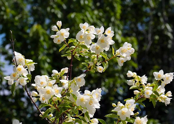 Lovely White Flowers Jasmine Shrub Part Park Decoration — Stock Photo, Image