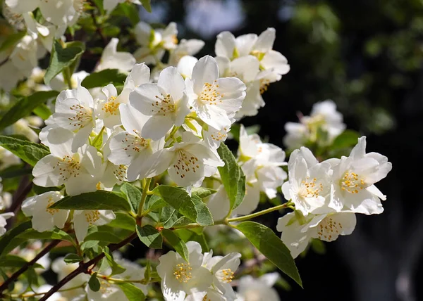 Hermosas Flores Blancas Del Arbusto Jazmín Como Parte Decoración Del —  Fotos de Stock