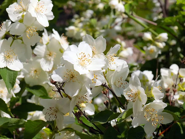 Hermosas Flores Blancas Del Arbusto Jazmín Como Parte Decoración Del — Foto de Stock