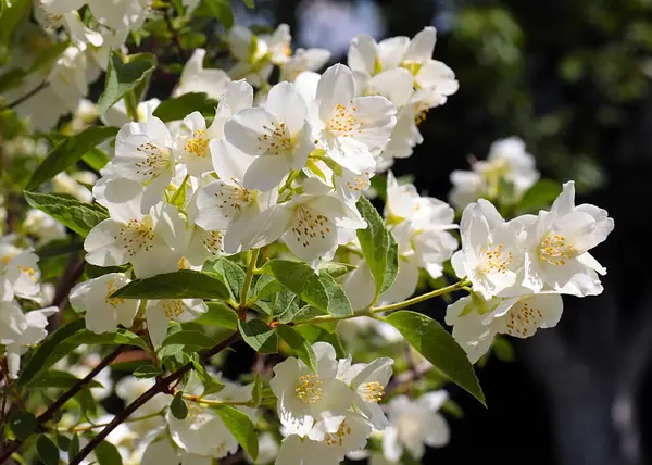 Hermosas Flores Blancas Del Arbusto Jazmín Como Parte Decoración Del —  Fotos de Stock