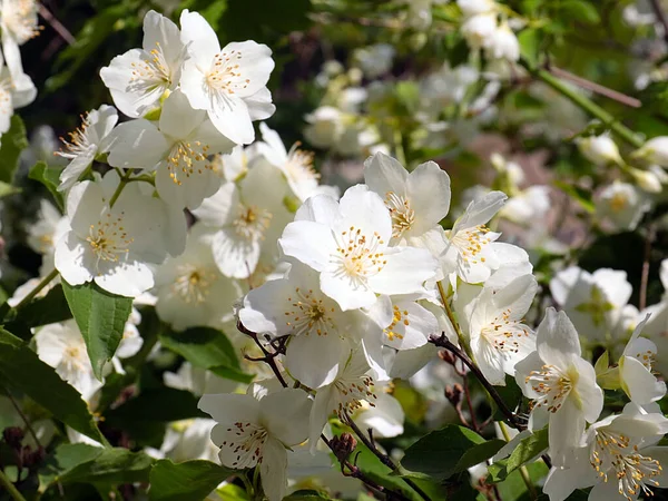Piękne Białe Kwiaty Krzewu Jaśminowego Jako Część Dekoracji Parku — Zdjęcie stockowe