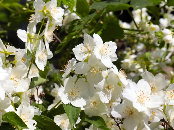 Όμορφα Λευκά Λουλούδια Του Θάμνου Γιασεμιού Μέρος Της Διακόσμησης Του — Φωτογραφία Αρχείου