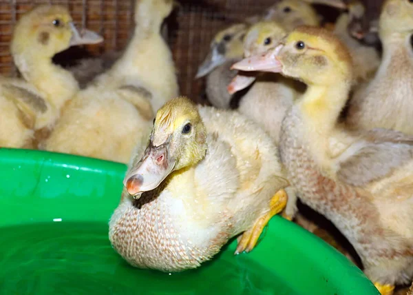 Fatty Domestic Ducks Drink Clean Water Farm — Stock Photo, Image