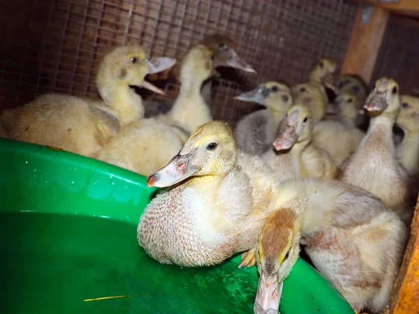 fatty domestic ducks drink clean water on the farm