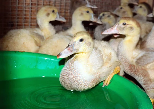 fatty domestic ducks drink clean water on the farm