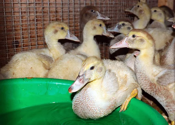 fatty domestic ducks drink clean water on the farm