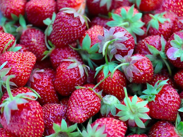 Hermosa Fresa Dulce Del Jardín Para Convite Casero Mañana — Foto de Stock