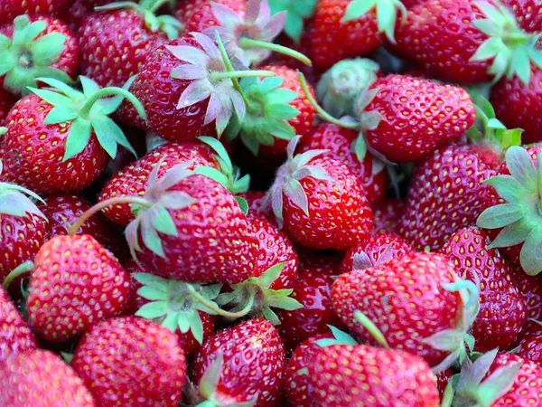 Lovely Sweet Garden Strawberry Home Morning Treat — Stock Photo, Image