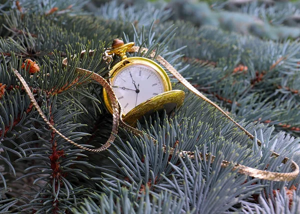 Antiek Zakhorloge Met Gouden Ketting Aan Takken Van Dennenboom — Stockfoto