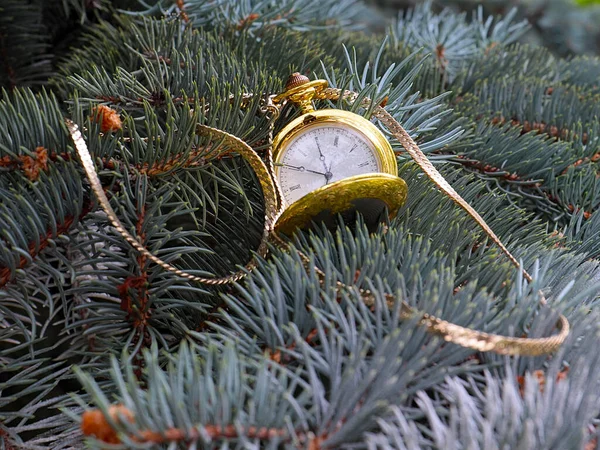 Antiek Zakhorloge Met Gouden Ketting Aan Takken Van Dennenboom — Stockfoto