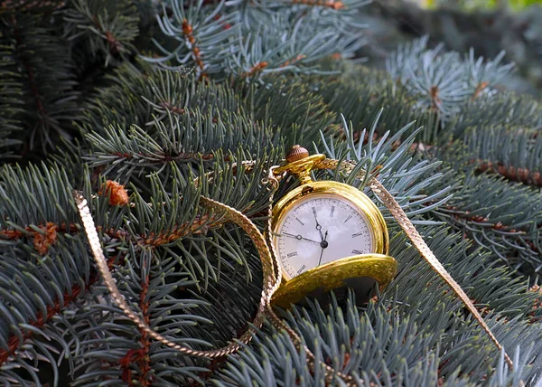 Старинные Карманные Часы Золотой Цепью Ветвях Сосновой Елки — стоковое фото