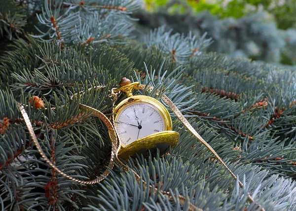 Старинные Карманные Часы Золотой Цепью Ветвях Сосновой Елки — стоковое фото