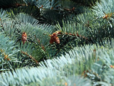 lovely pine branches as a symbol of new year christmas holiday