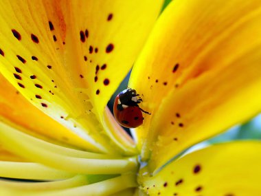 insect ladybug inside a beautiful flower yellow lily