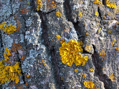 lichen on the bark of an old tree in a coniferous forest