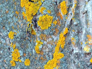 lichen on the bark of an old tree in a coniferous forest