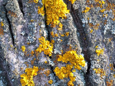 lichen on the bark of an old tree in a coniferous forest
