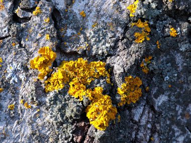 lichen on the bark of an old tree in a coniferous forest