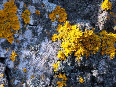lichen on the bark of an old tree in a coniferous forest