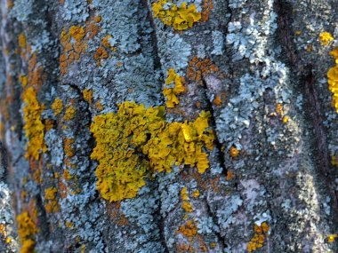 lichen on the bark of an old tree in a coniferous forest
