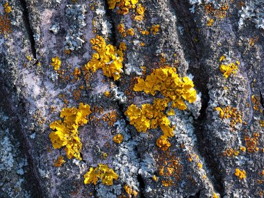 lichen on the bark of an old tree in a coniferous forest