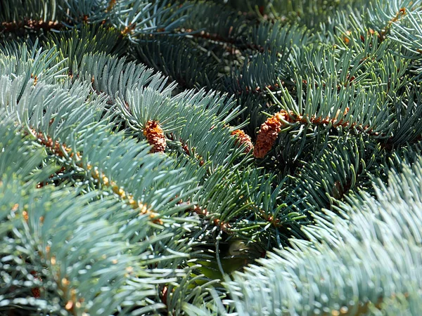 Lovely Pine Branches Symbol New Year Christmas Holiday — Fotografia de Stock